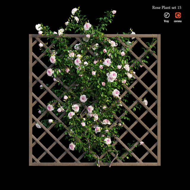 Rose plant set 15 — Скачать