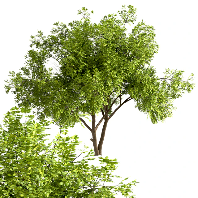 Set of Robinia Pseudoacacia Trees (Black Locust) (2 Trees) — Descargar