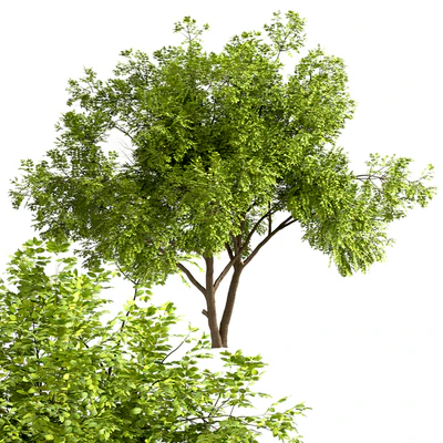 Set of Robinia Pseudoacacia Trees (Black Locust) (2 Trees) — Ver 5