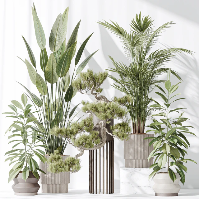 Indoor plant set 31 — Скачать