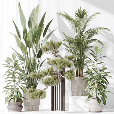 Indoor plant set 31 — Вид 5