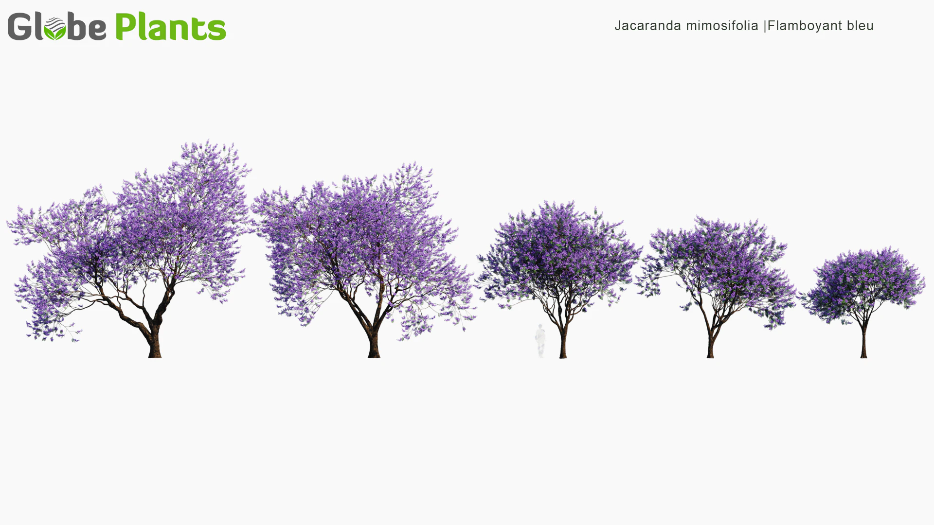 jacaranda mimosifolia — Download