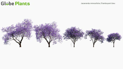 jacaranda mimosifolia — download