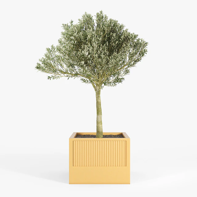 ICARIA Olea — Descargar