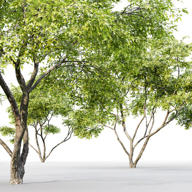Acer — Descargar