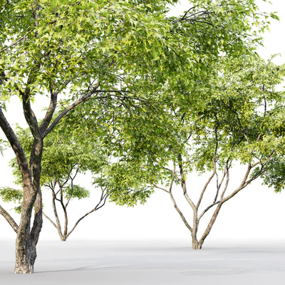 Acer — Ver 3