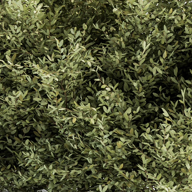 Buxsus Leaf Bush - Bush Set 27 — Descargar