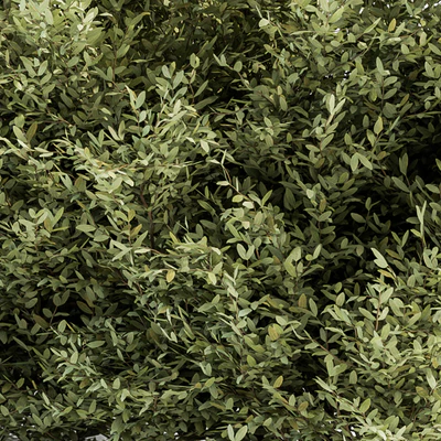 Buxsus Leaf Bush - Bush Set 27 — Ver 3
