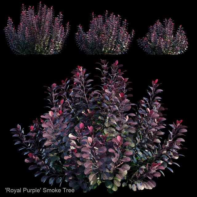 Royal Purple Smoke Tree | Cotinus Coggygria — Скачать