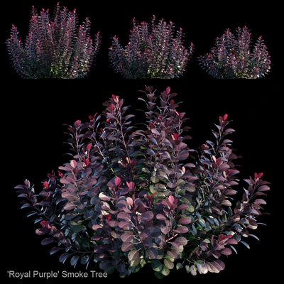 Royal Purple Smoke Tree | Cotinus Coggygria — Вид 1