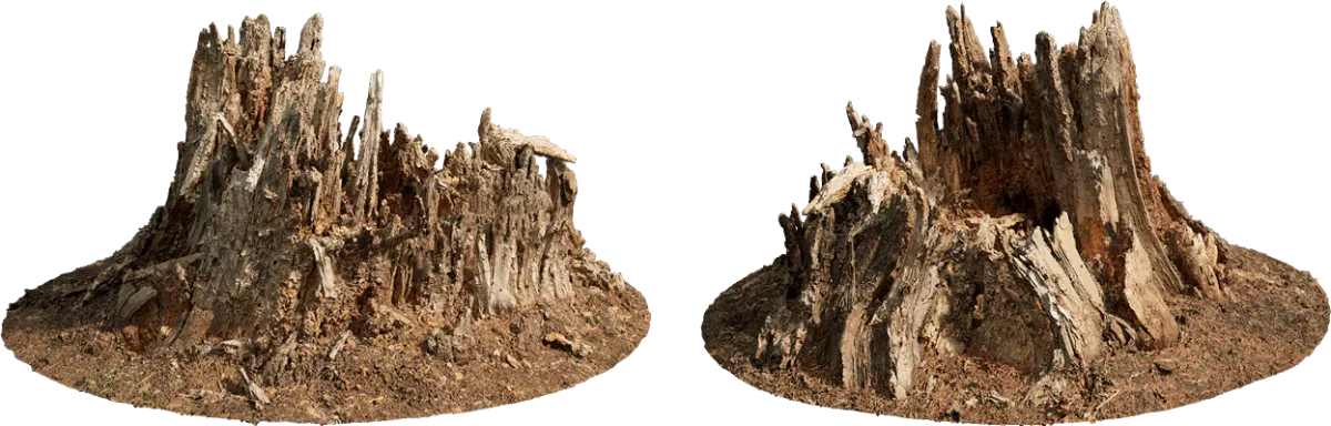 rotten tree stump 002 — Descargar