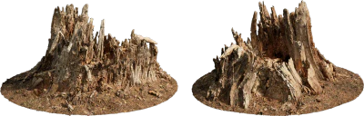 rotten tree stump 002 — Descargar