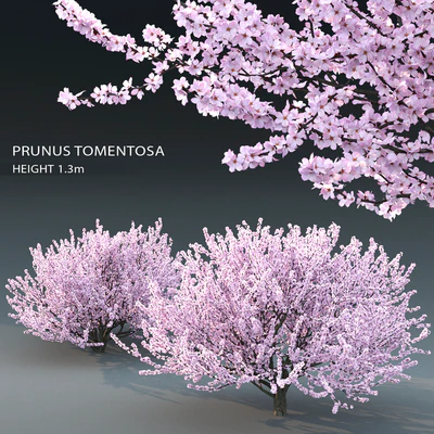 Prunus tomentosa (cherry) — Ver 1