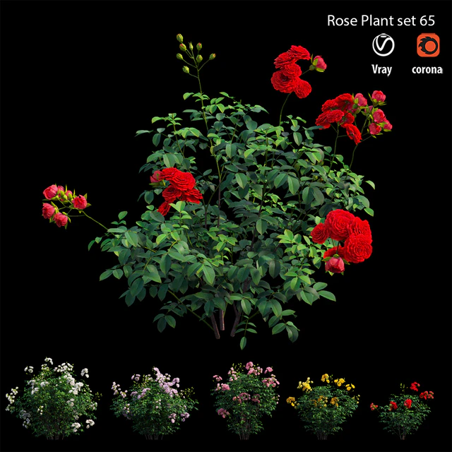 Rose plant set 65 — Descargar