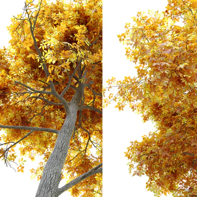 Autumn carya glabra (pignut hickory) — Ver 4
