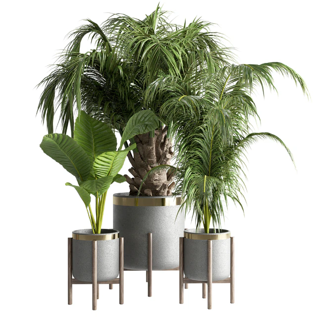 indoor plant 13 — Скачать