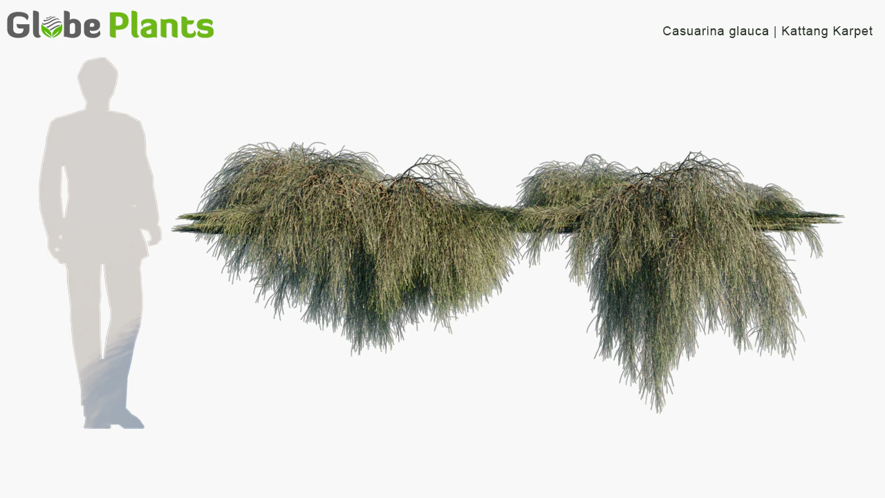 casuarina glauca — Download