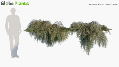casuarina glauca — download