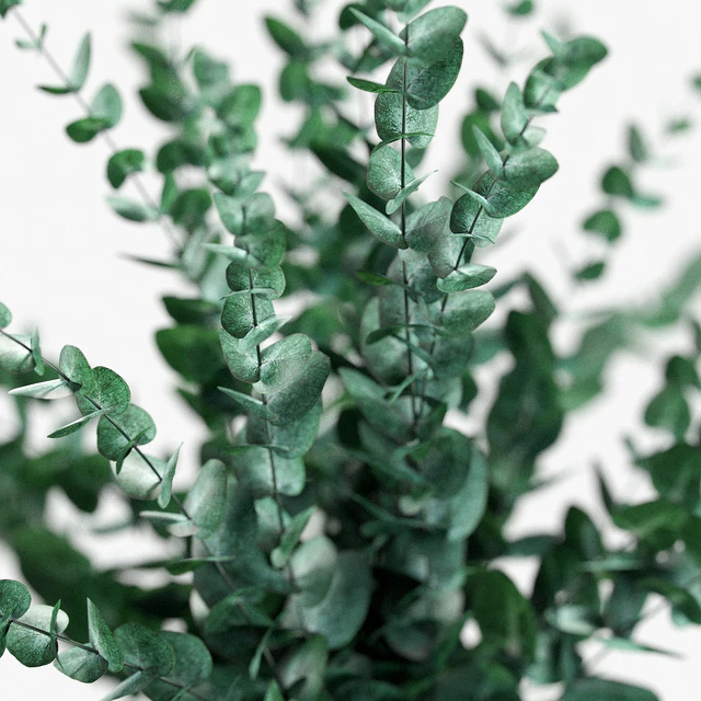 Bouquet of eucalyptus branches — Descargar