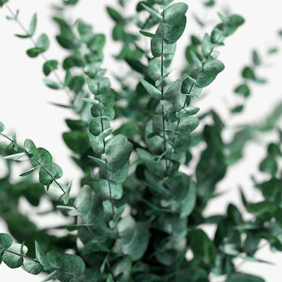 Bouquet of eucalyptus branches — Ver 2