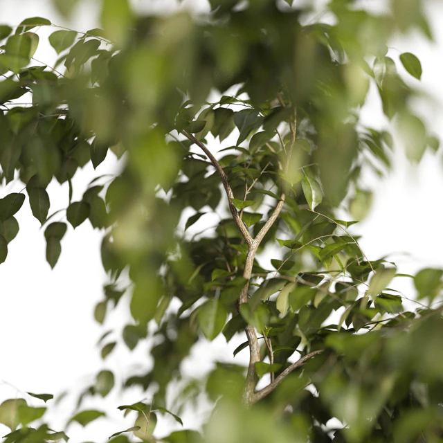 Benjamin plant — Descargar