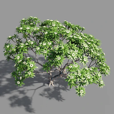 Plumeria 2 — Ver 4