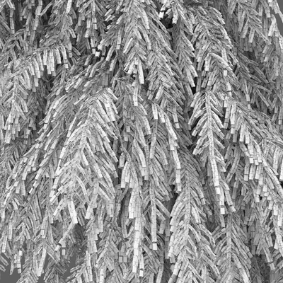 Тсуга канадская повислая | Tsuga canadensis pendula #2 — Вид 3