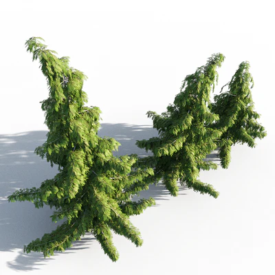 Chamaecyparis Nootkatensis — Вид 5