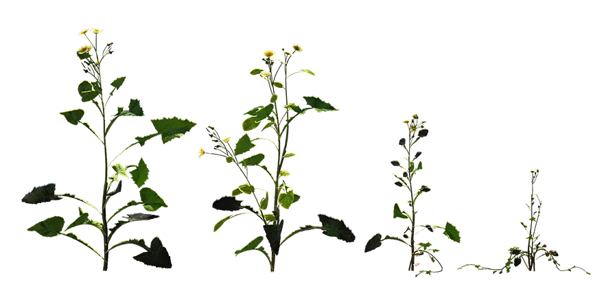 sowthistle 001 — Скачать