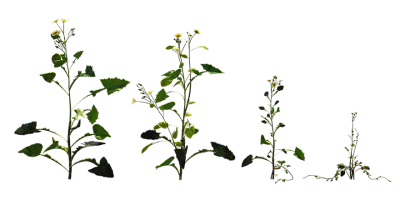 sowthistle 001 — Скачать