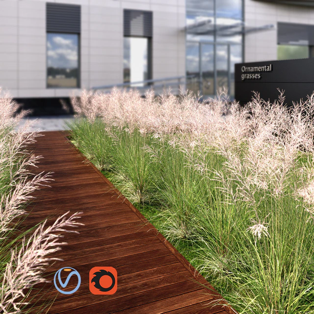 Ornamental grass red — Descargar