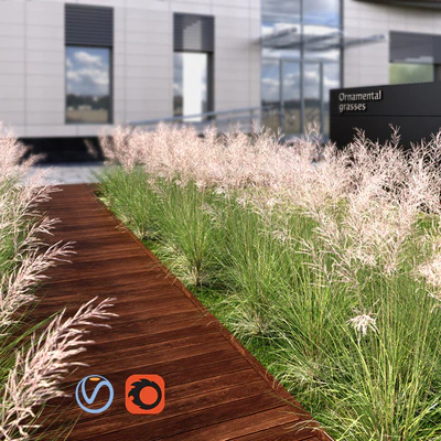 Ornamental grass red — Ver 2