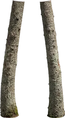 nordic forest tree trunk spruce medium 002 — Скачать