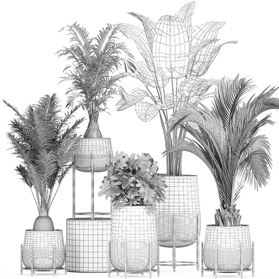Collection of ornamental plants in rattan baskets with banana palm, howea, Strelitzia. Set 783 — Ver 5