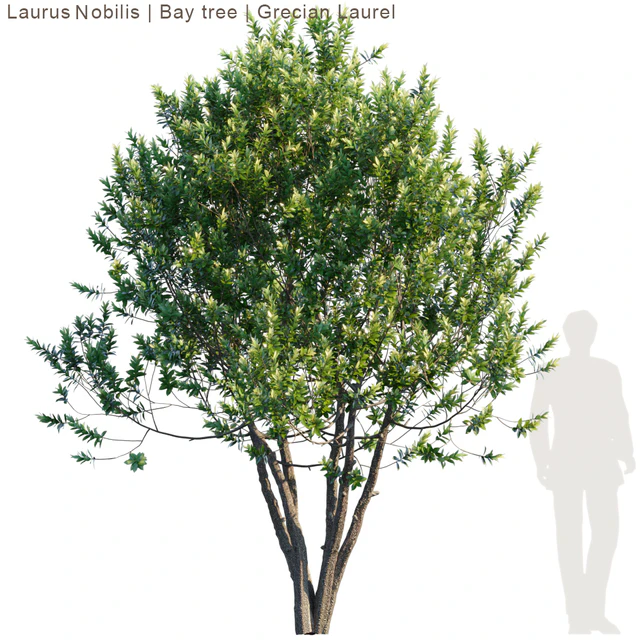 Laurus Nobilis | Bay tree | Grecian Laurel tree — Descargar
