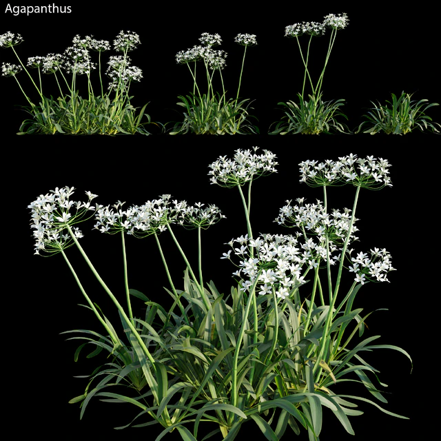 Agapanthus 02 — Descargar