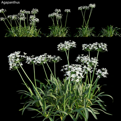 Agapanthus 02 — Descargar