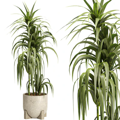 Indoor Ficus Lyrata Plants Set 60 — Ver 5