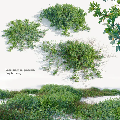 Vaccinium uliginosum — Вид 1