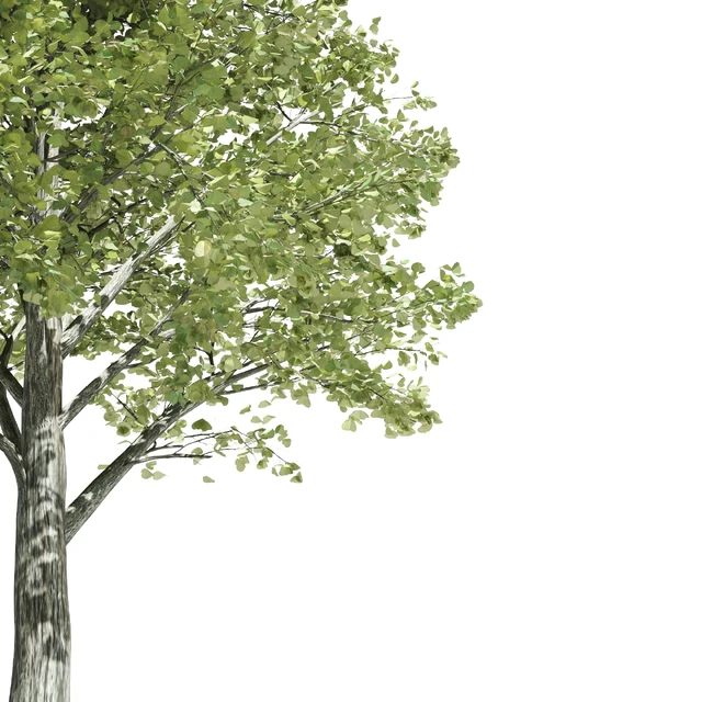 High quality katsura tree — Descargar