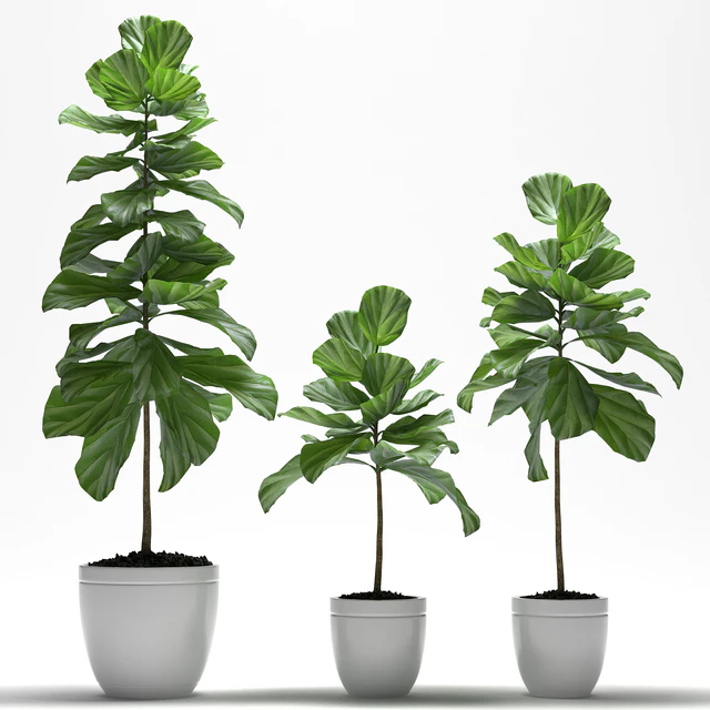 FIG PLANTS — Скачать