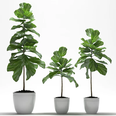 FIG PLANTS — Вид 1