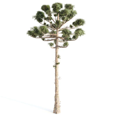 ARAUCARIA PINE-corona — Ver 2