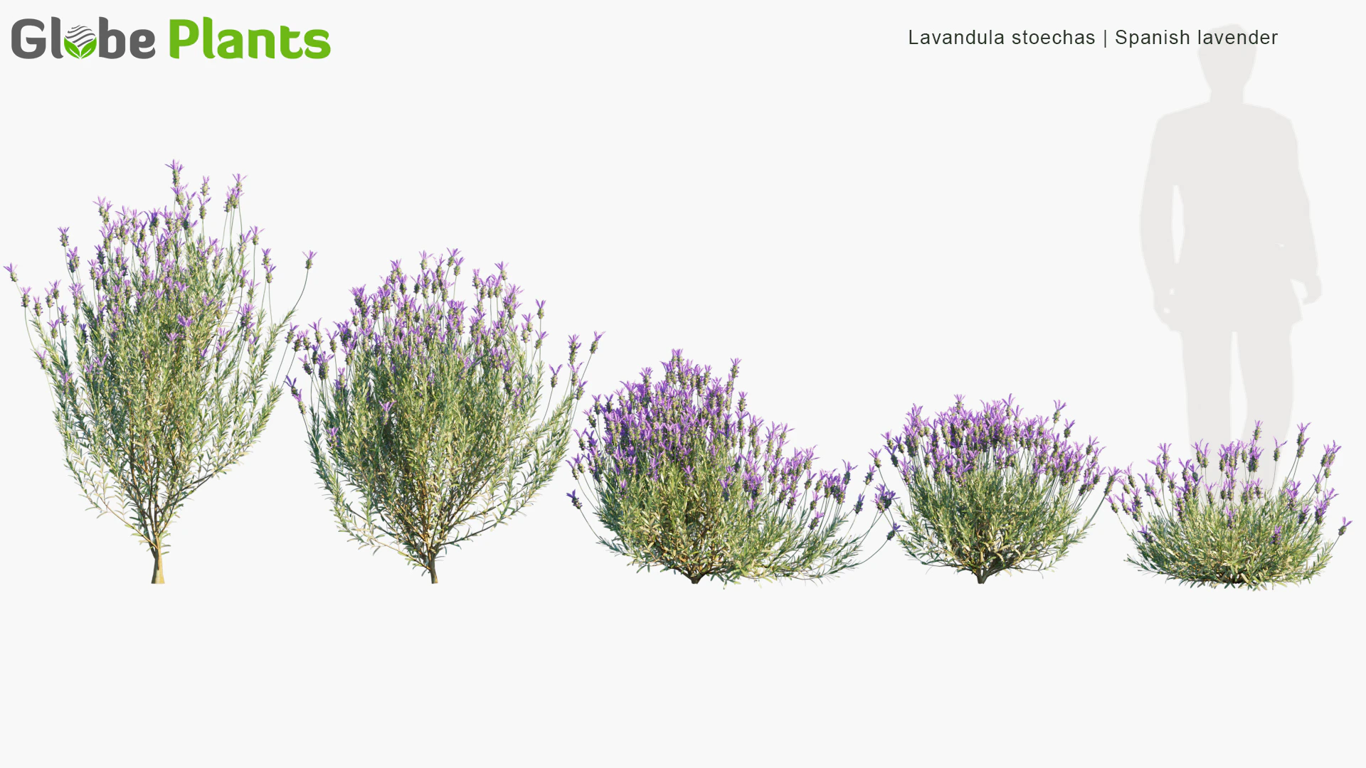 lavandula stoechas — Download