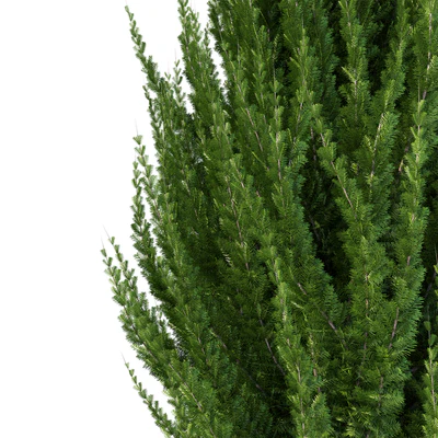 Juniper — Ver 2