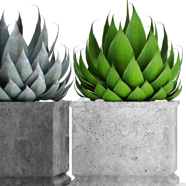 A collection of plants in pots. Agave, flower, pot, outdoor, concrete flowerpot — Descargar