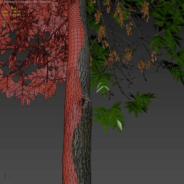 Ash-tree / Fraxinus #6 — Descargar