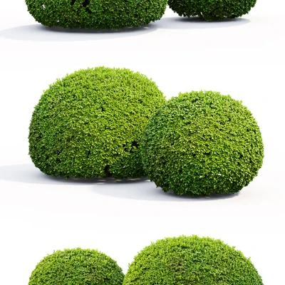 Buxus — Вид 3