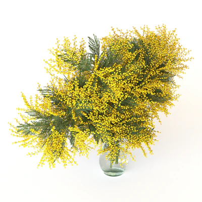 Mimosa — Ver 6