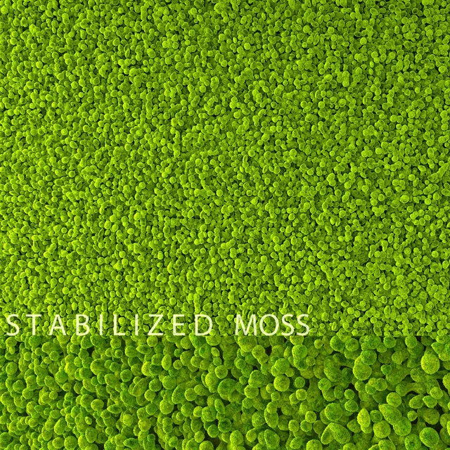 Stabilized Moss — Descargar